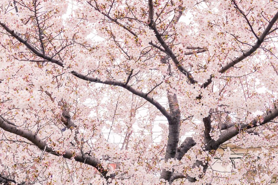 blossom in north of Pakistan